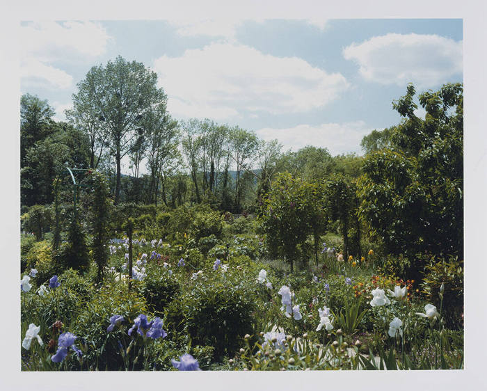 Giverny 5, Irises in Bloom