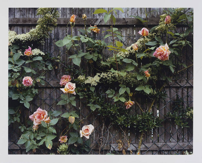 Giverny 19, Roses on Fence by the Pond