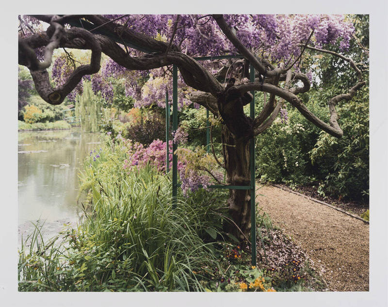 Giverny 22, Wisteria by the Pond