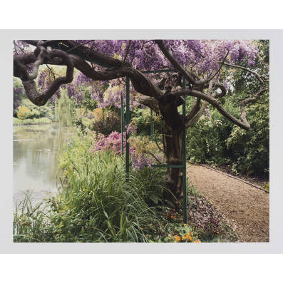 Giverny 22, Wisteria by the Pond