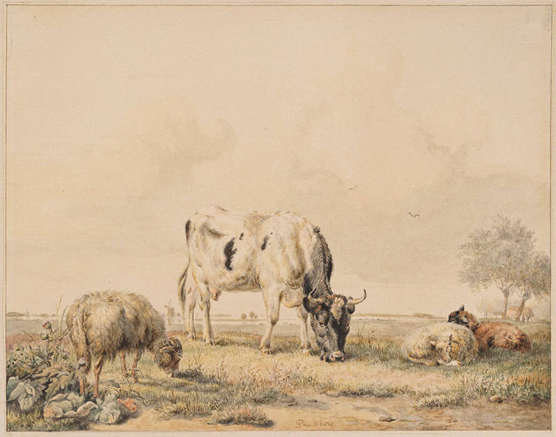 Cattle and Sheep