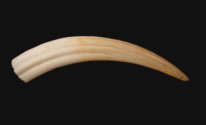 Ivory Walrus Tusk