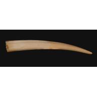 Walrus Tusk