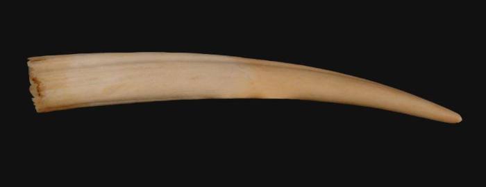 Walrus Tusk