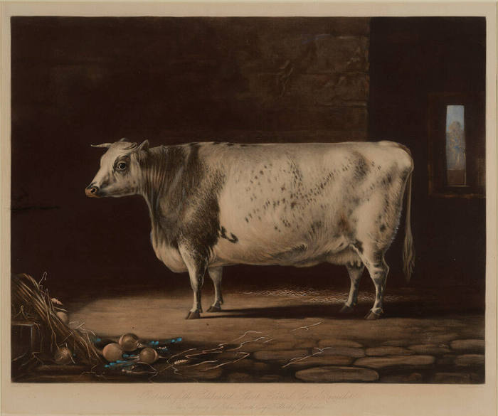 Portrait of the Celebrated Short Horned Cow, Bracelet