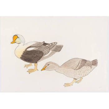 Untitled (King Eiders, male and female)