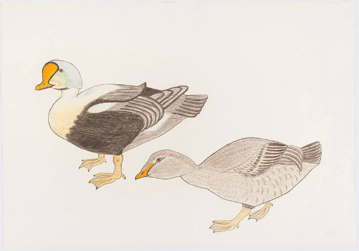 Untitled (King Eiders, male and female)