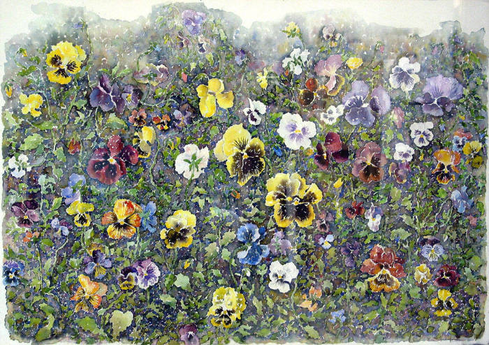 Pansies