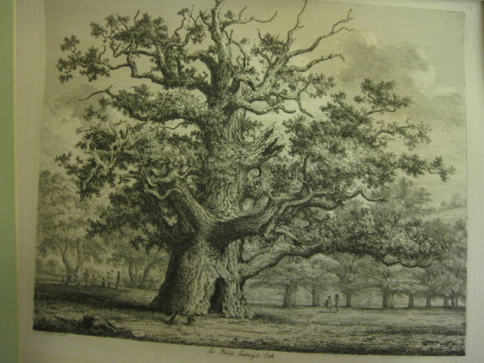 Sir Philip Sidney's Oak