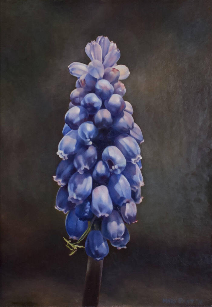 Grape Hyacinth