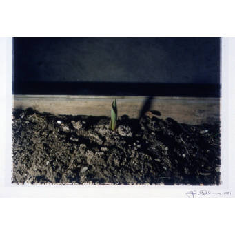 Untitled (Montreal Single Sprout, 1981 - Artificial Landscapes Series)